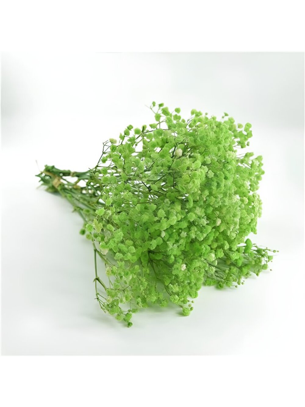 Preserved Baby's Breath 3 Bunches, 100% Natrual Fresh Gypsophila Long Lasting